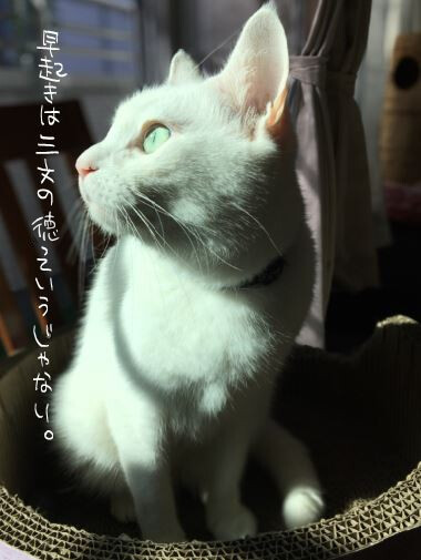 キャプチャ