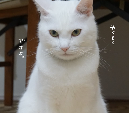 キャプチャ