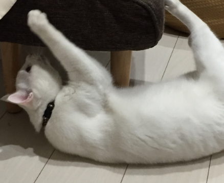 キャプチャ