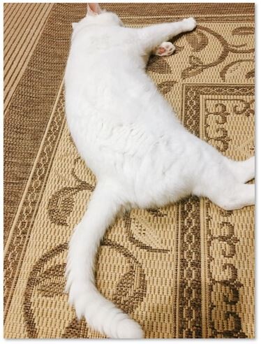 キャプチャ