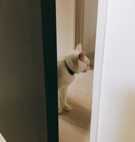 キャプチャ