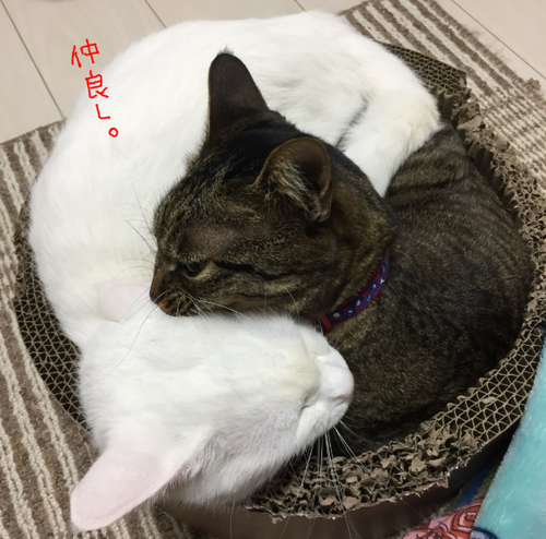 キャプチャ