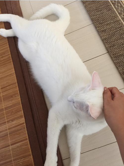 キャプチャ