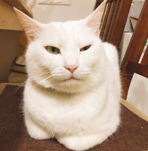 キャプチャ