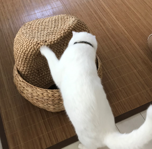 キャプチャ