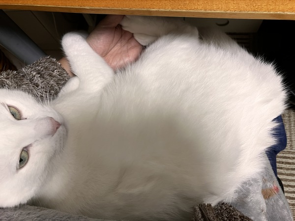膝ぼん