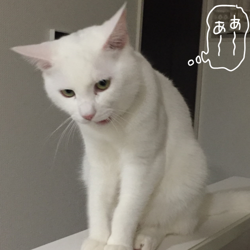 キャプチャ
