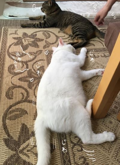 キャプチャ