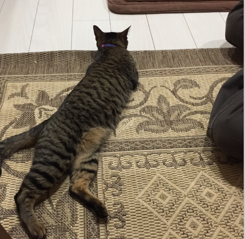 キャプチャ