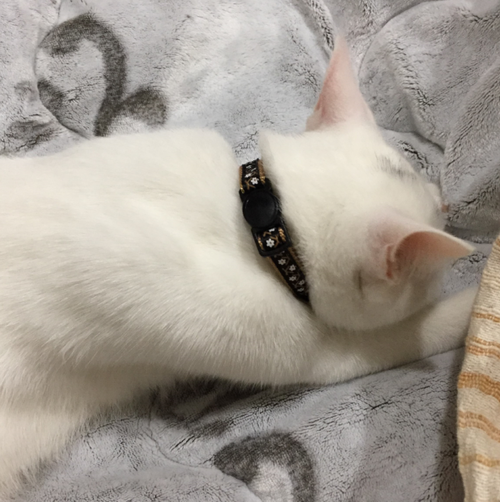 キャプチャ