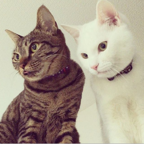キャプチャ