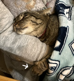 neko