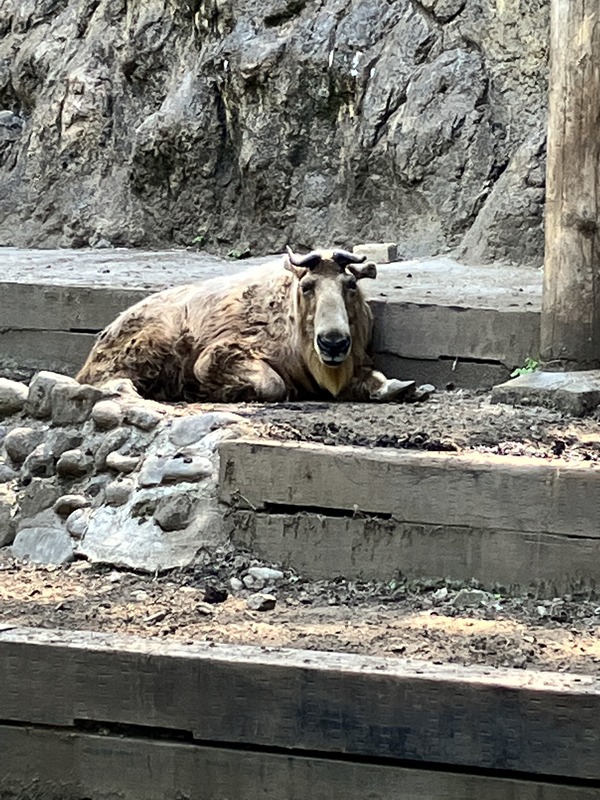 ランブルボール