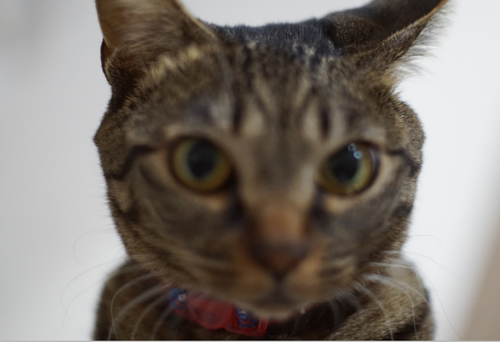キャプチャ