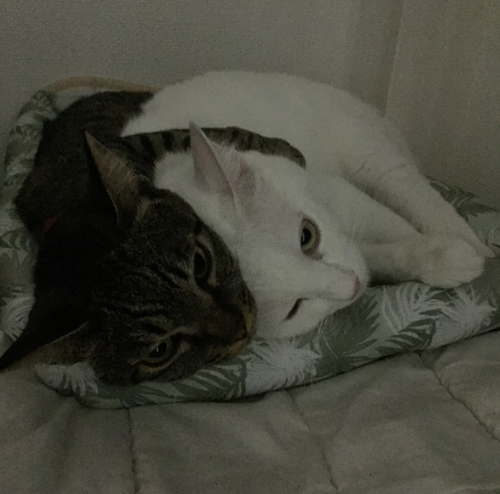 キャプチャ