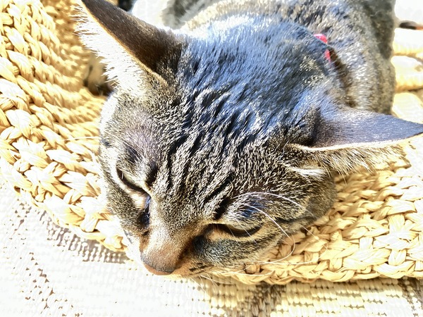 guri