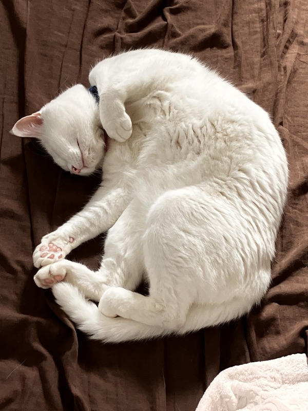猫の寝姿