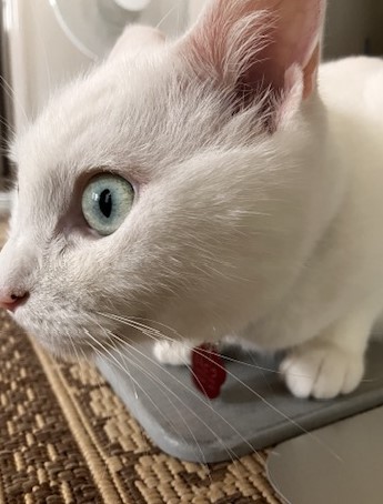 猫お話サムネ