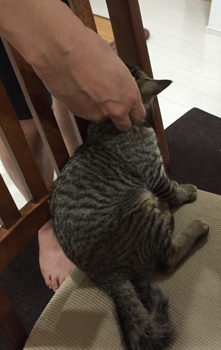 キャプチャ