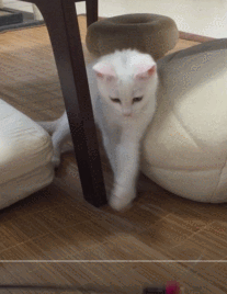 bon1.gif