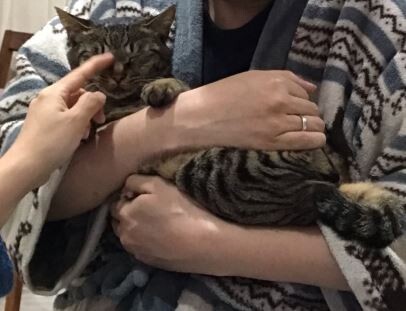 キャプチャ