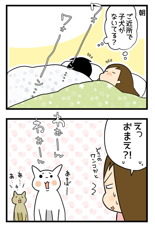 うちのワンコ