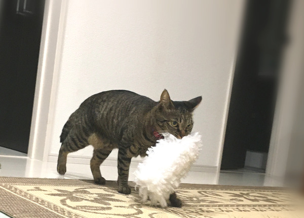 運ぶ猫