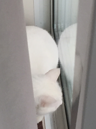 キャプチャ