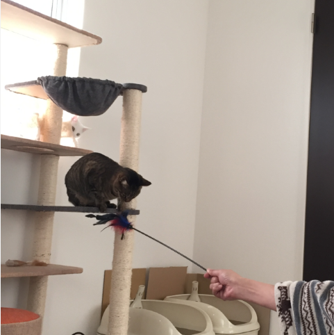 キャプチャ