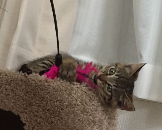 キャプチャ