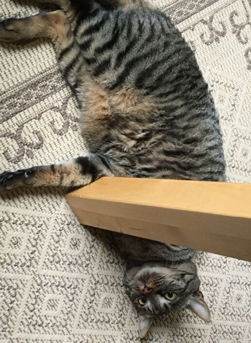 キャプチャ