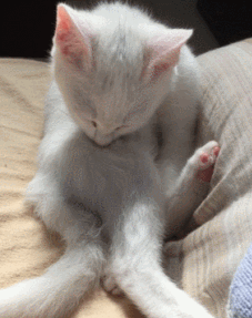 f.gif