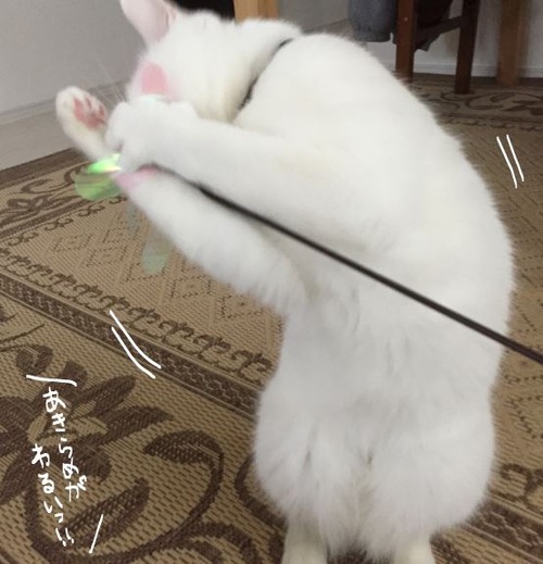 キャプチャ