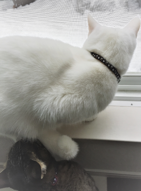 キャプチャ