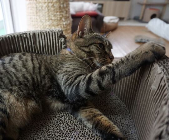 キャプチャ