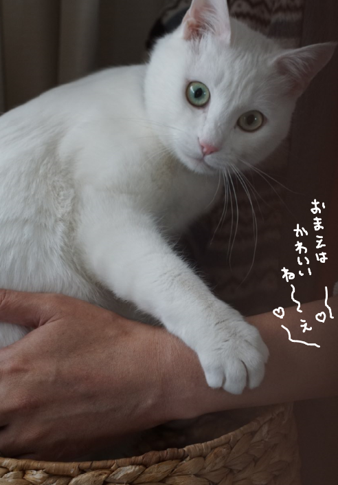 キャプチャ