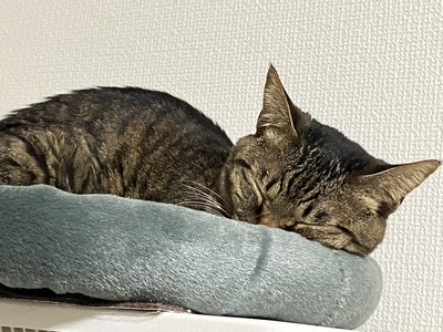 ぐり