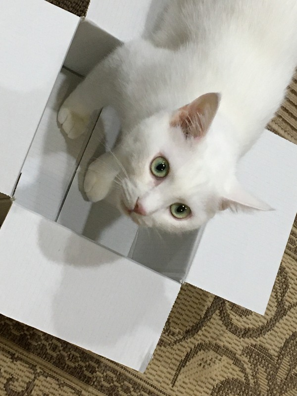 箱と猫
