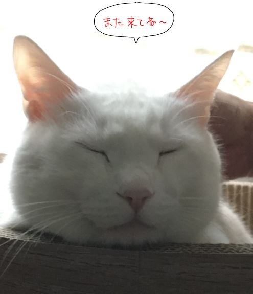 キャプチャ
