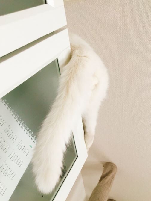 キャプチャ