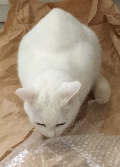 キャプチャ