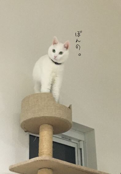 キャプチャ