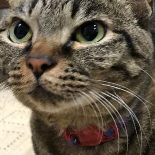 キャプチャ