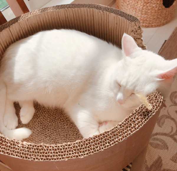 キャプチャ