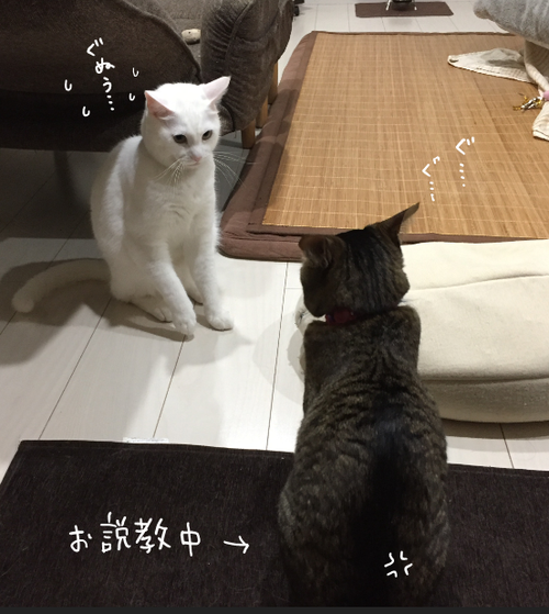 キャプチャ