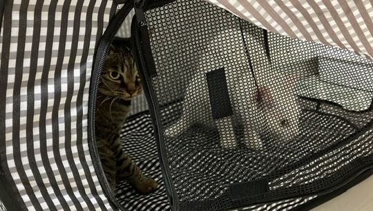 キャプチャ2