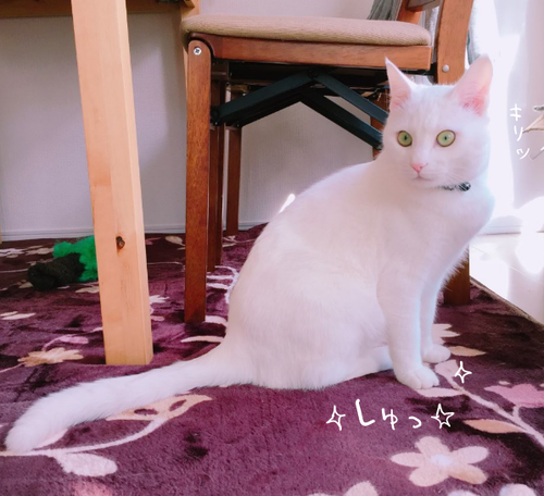 キャプチャ