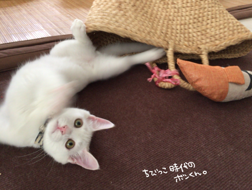 キャプチャ