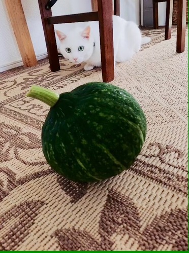 ボンカボチャ
