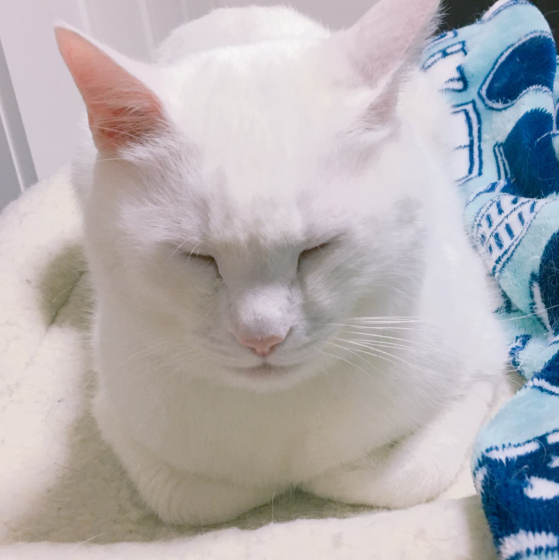 キャプチャ